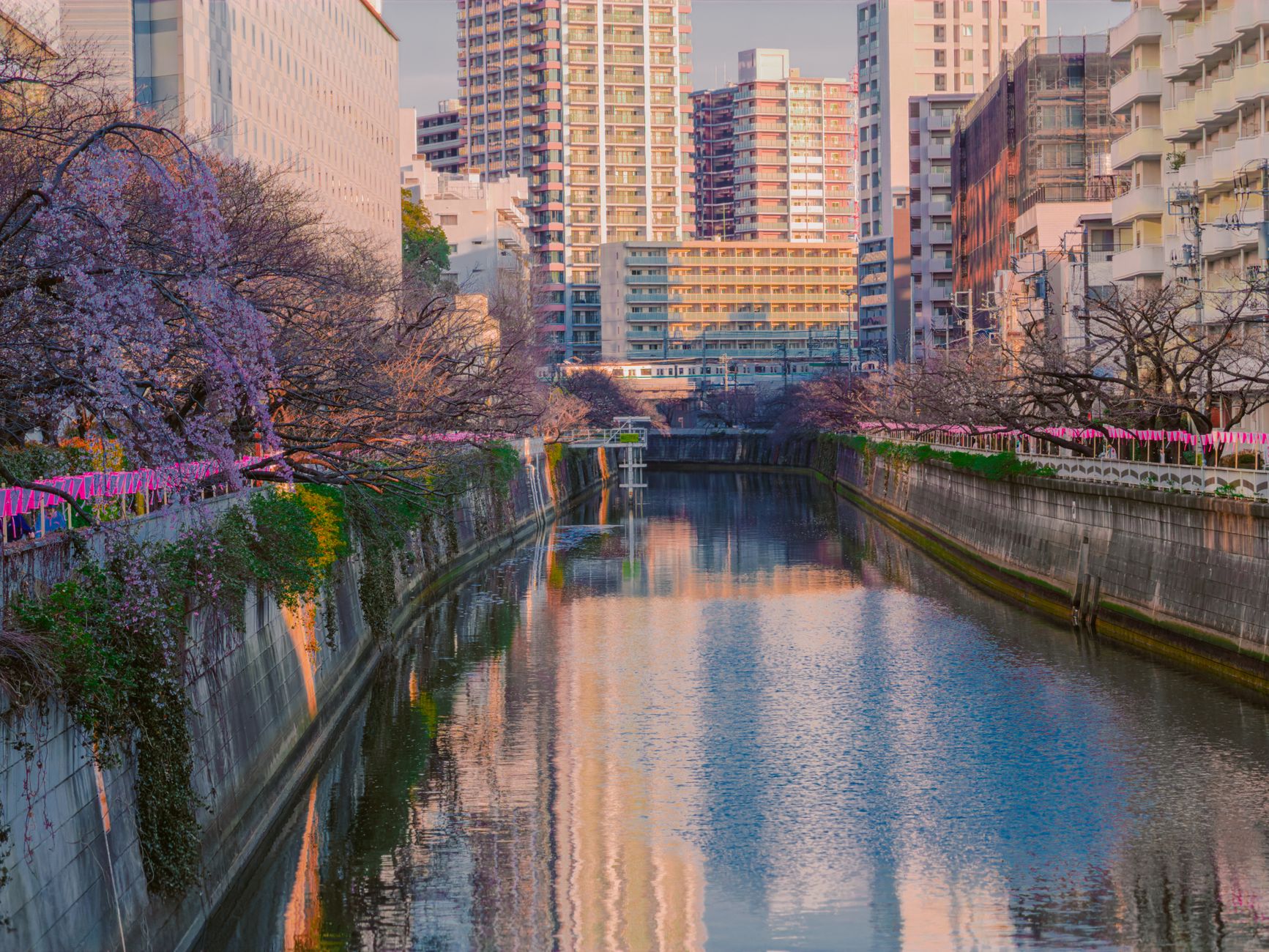 Cherry blossoms and pink lanterns along a river in Tokyo in spring