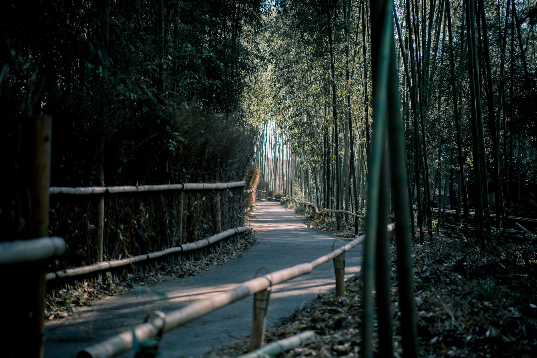 The bamboo grove path in Arashiyama, western Kyoto